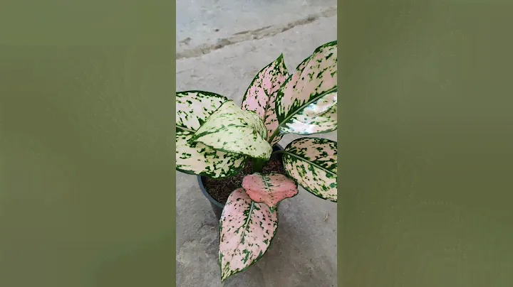 Аглонема Пинк Стар Aglaonema Pink Star уход и описание